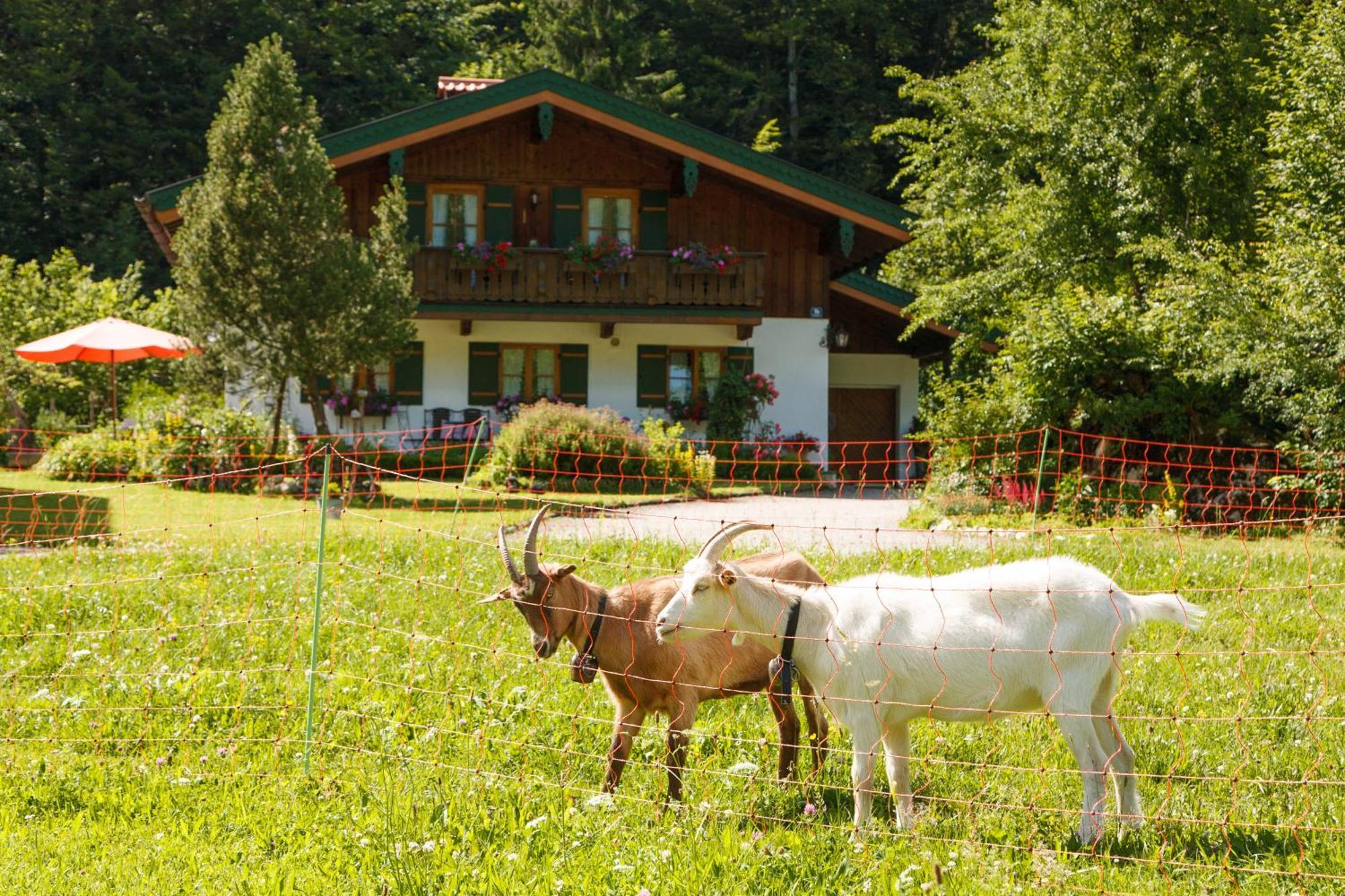 Ferienwohnung Hinterreiter Inkl. Chiemgaukarte Ruhpolding Exteriör bild